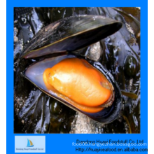 frozen good quality half shell mussel products